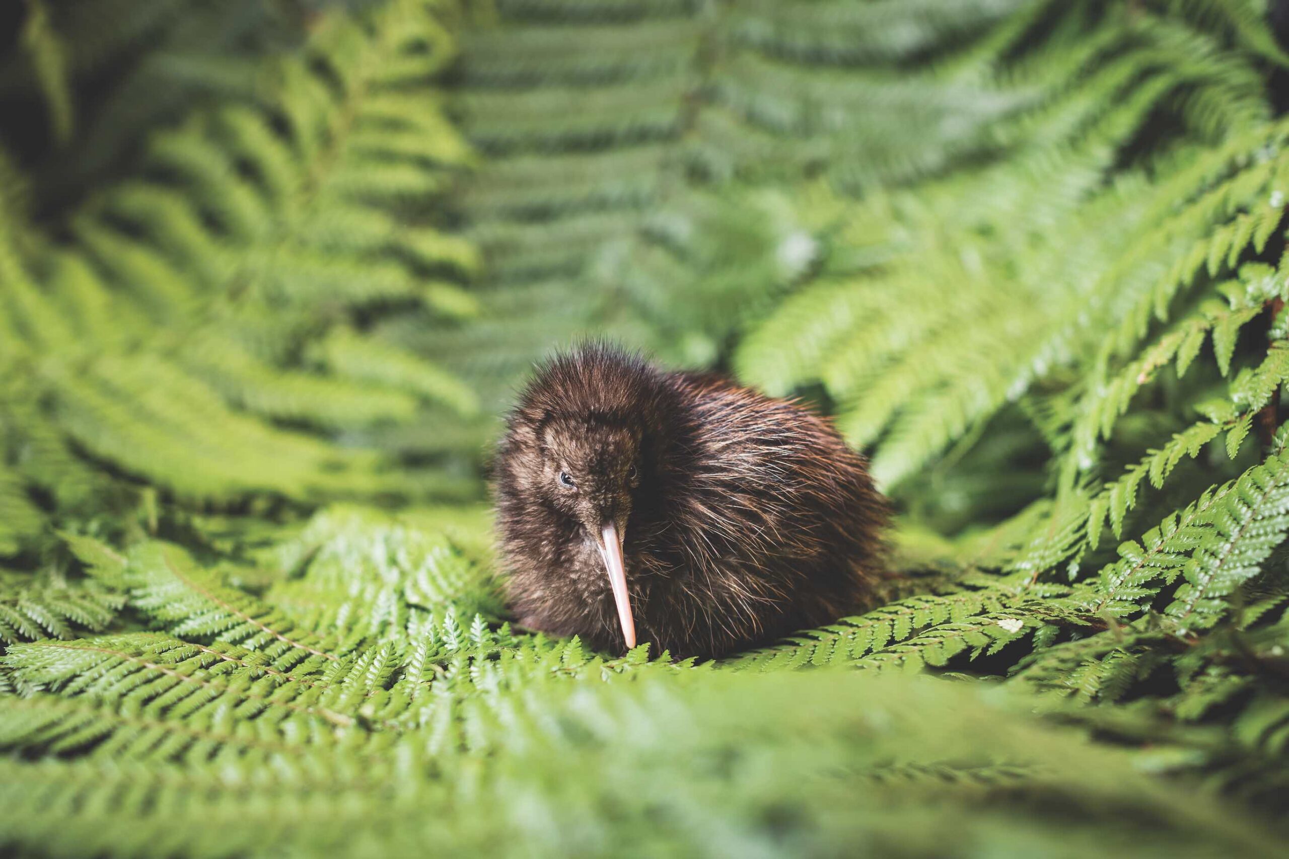 National Kiwi Hatchery