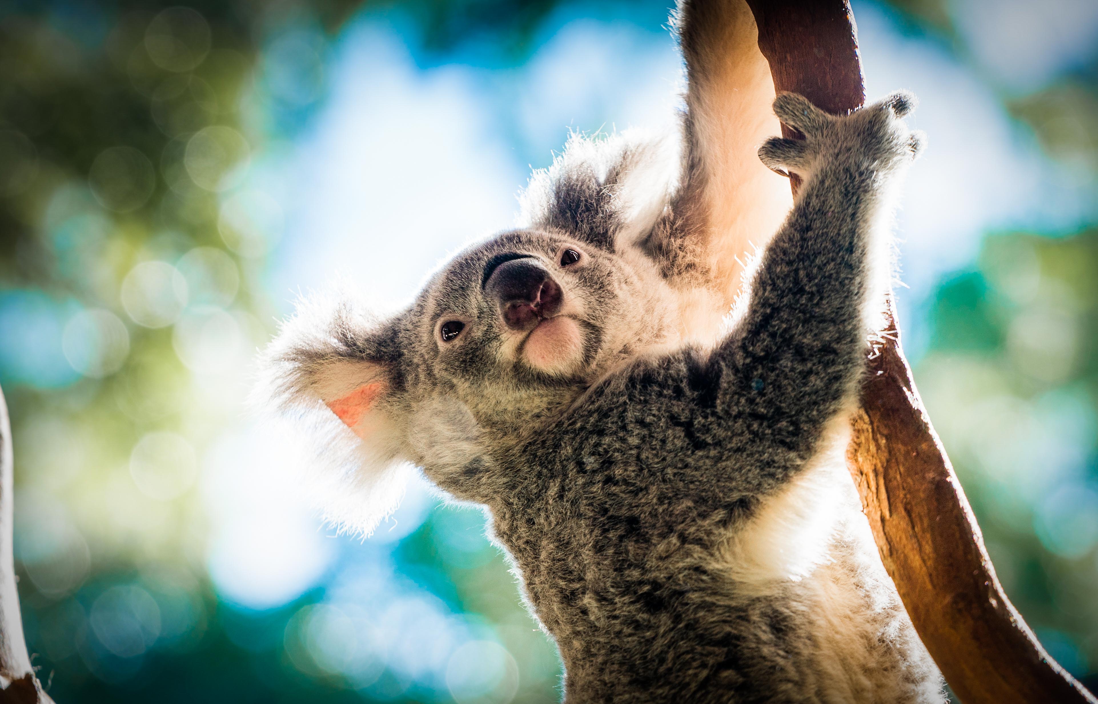 Australia Zoo Wildlife Warriors