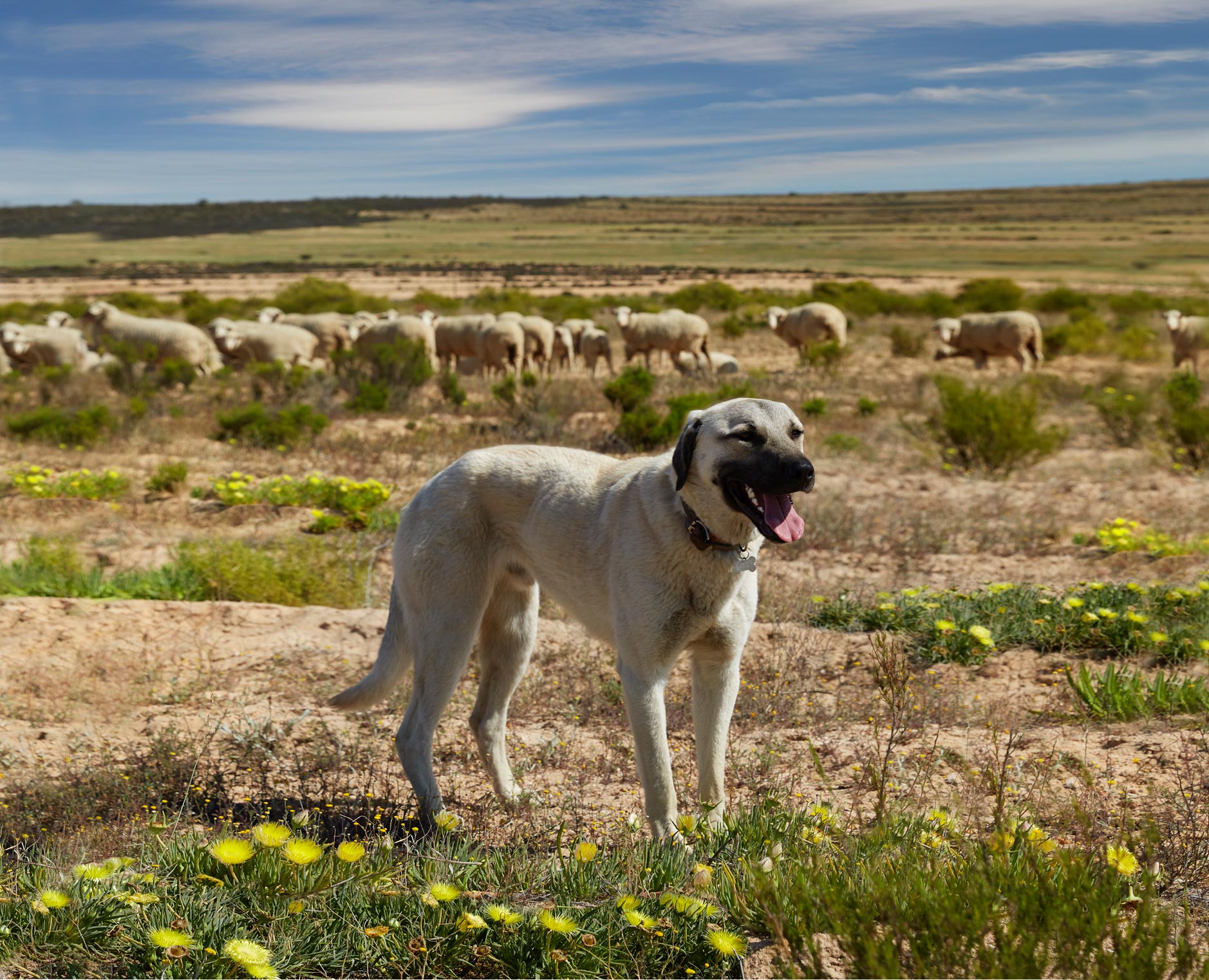 Anatolian Shepherd Dogs