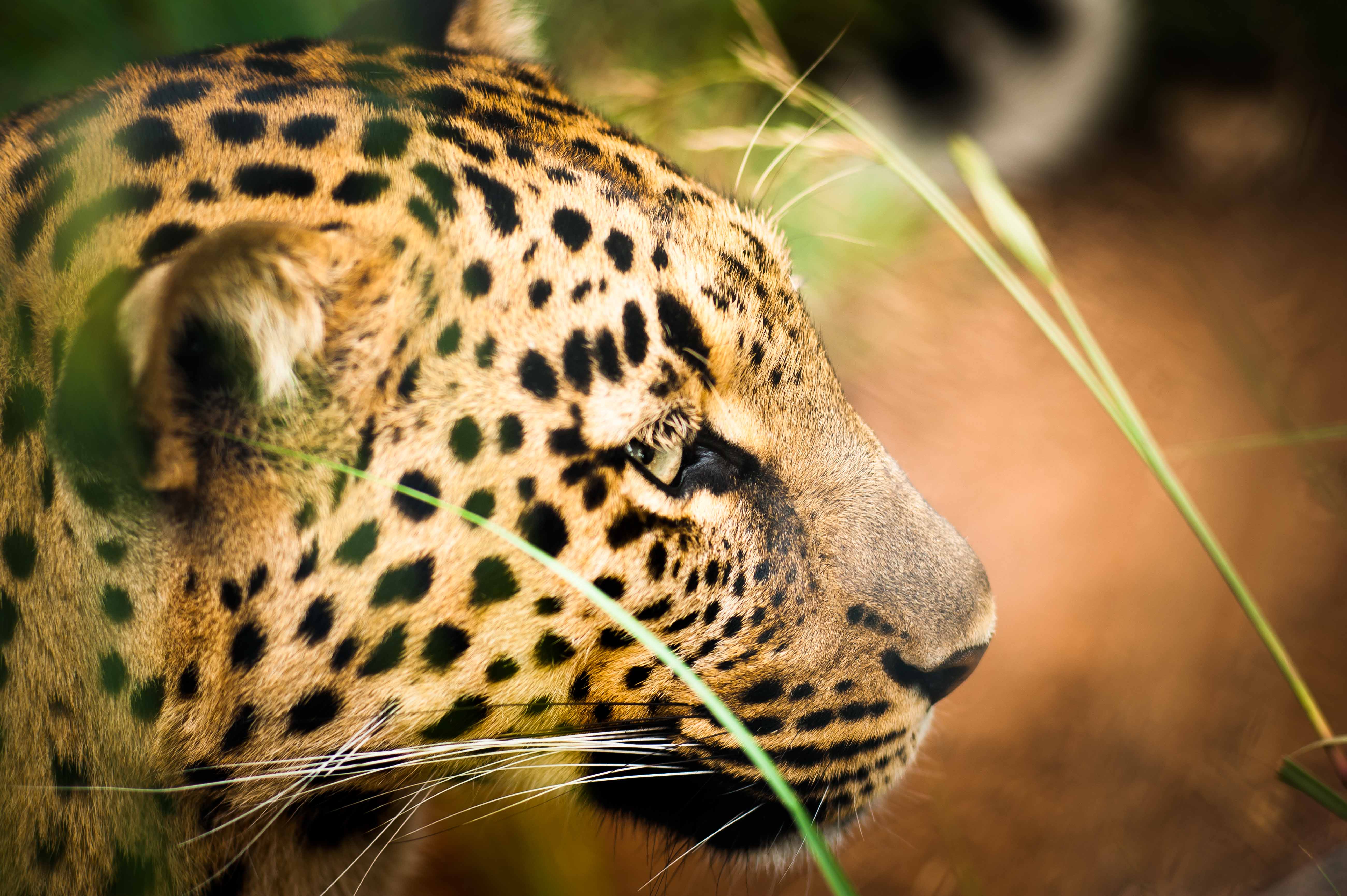 The Cape Leopard Trust