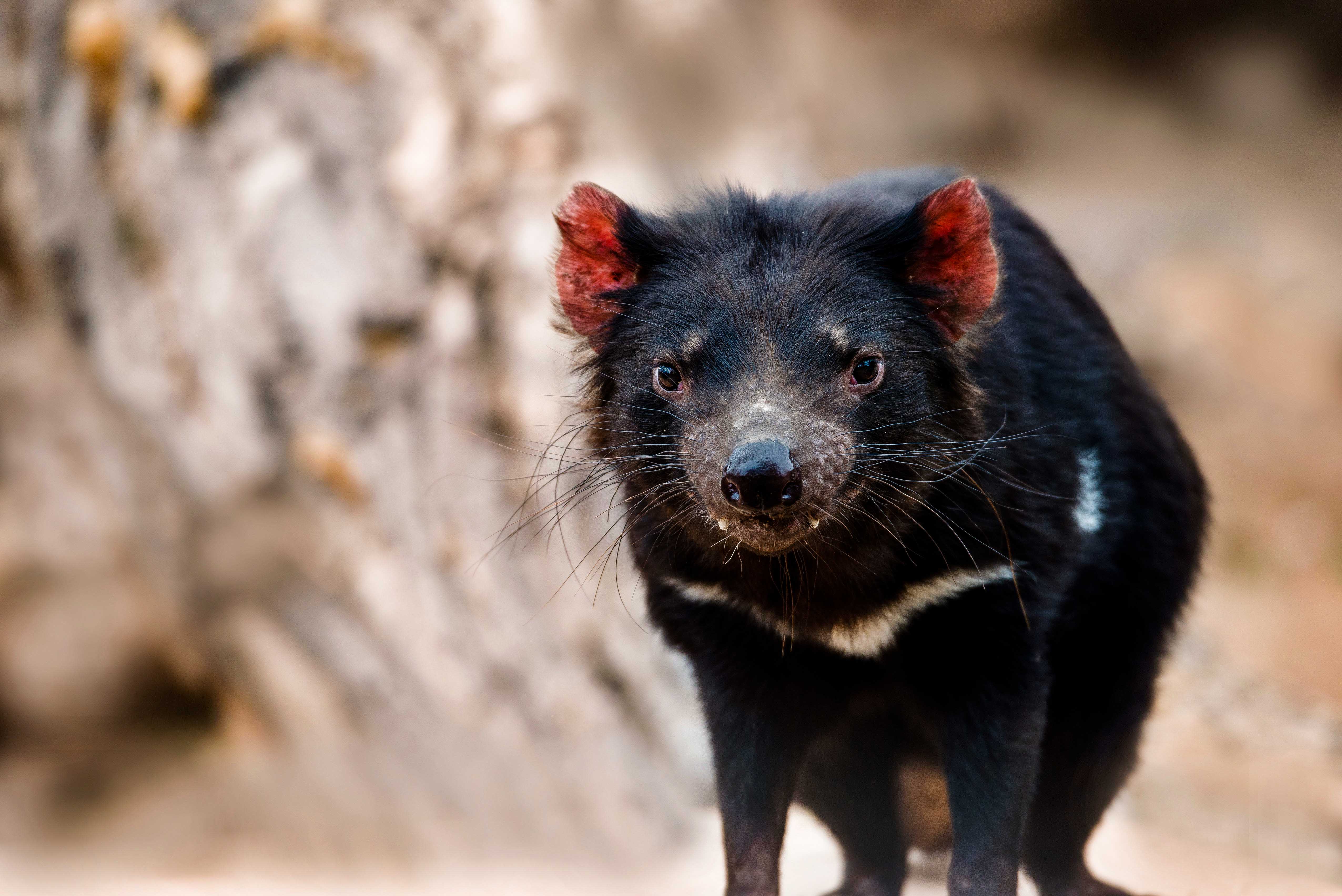 Save The Tasmanian Devil