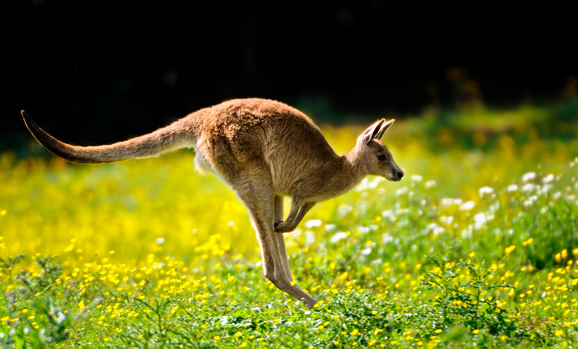 WWF - Australia