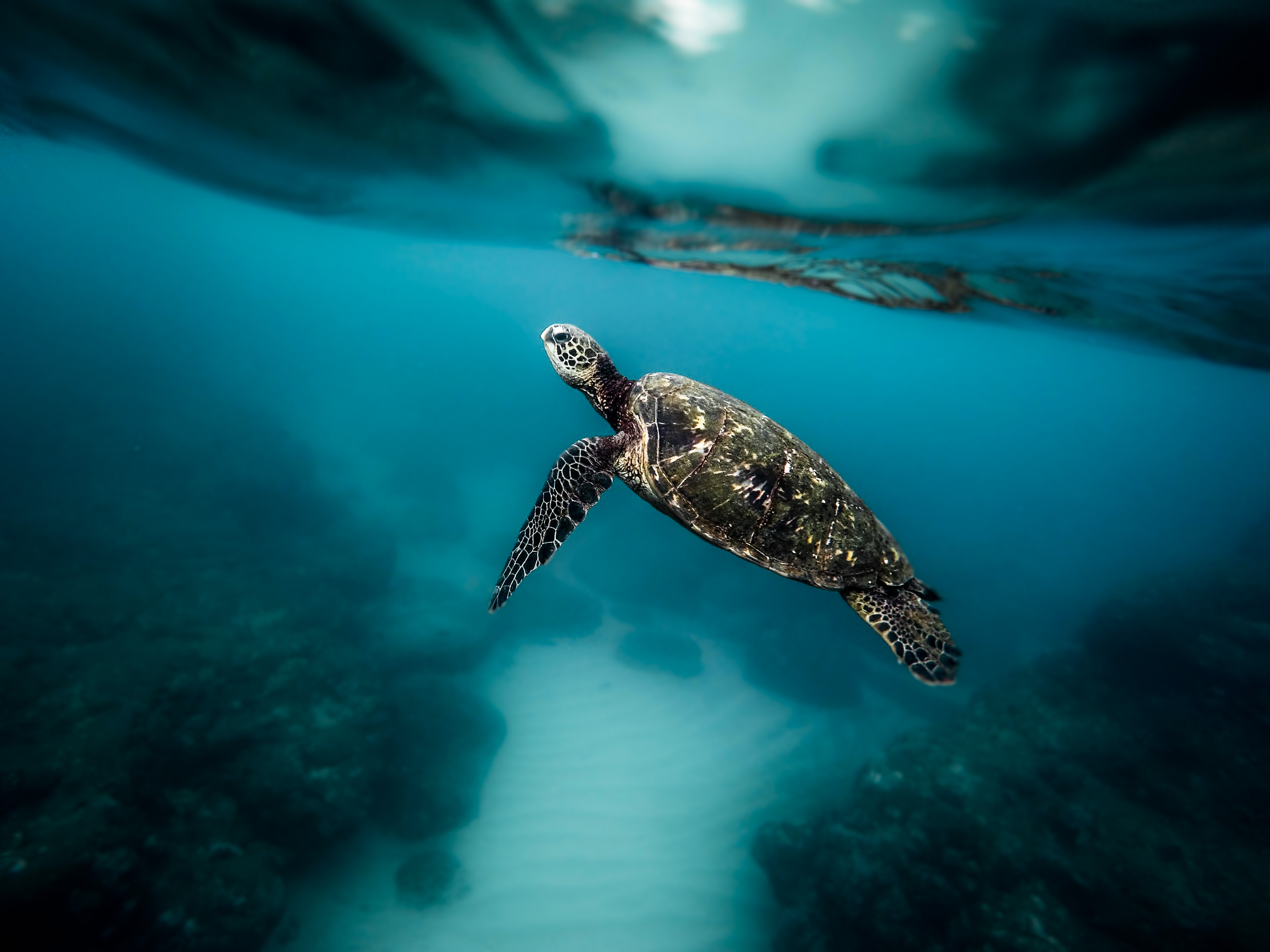 Sea Turtle Conservancy