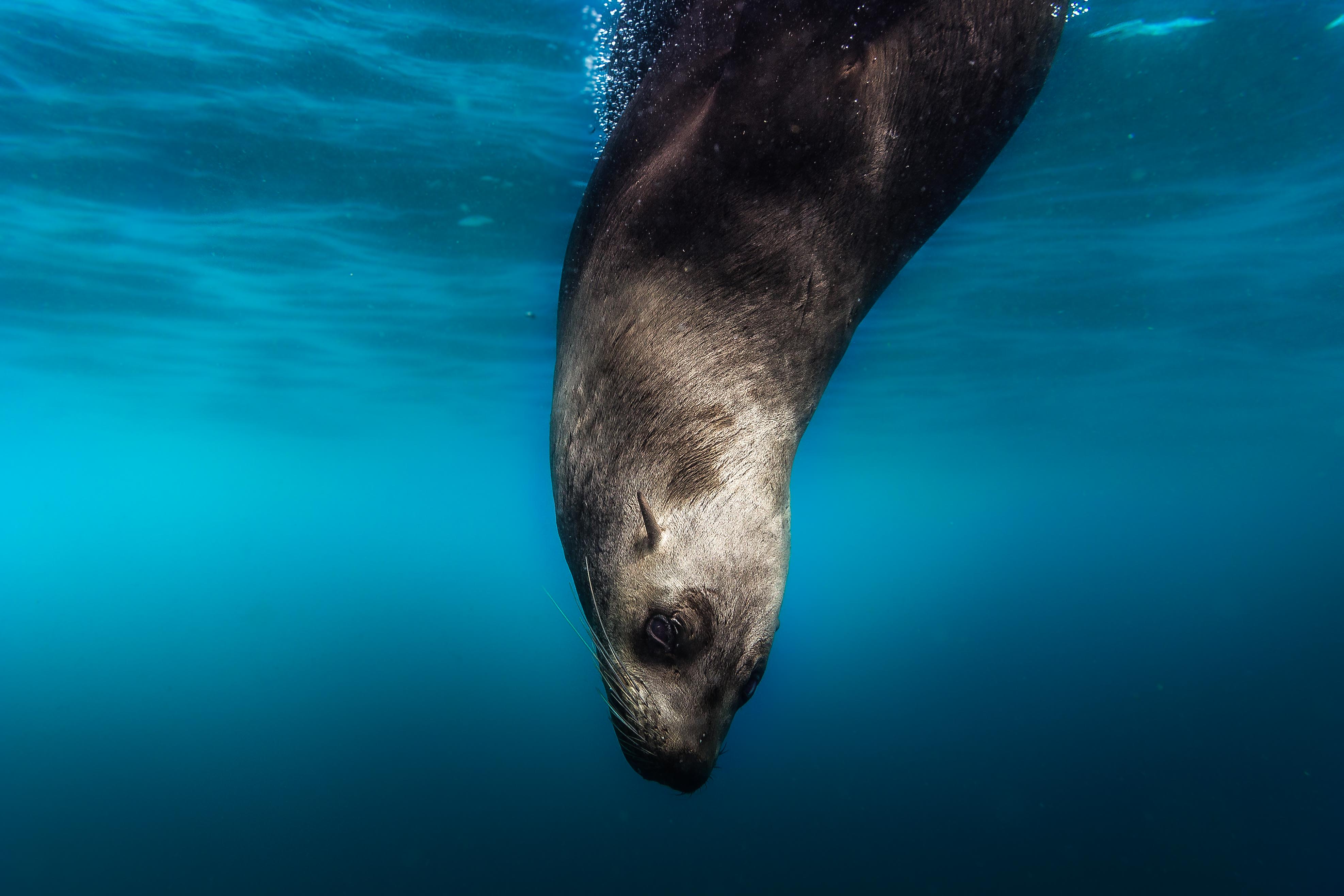 Surfrider Foundation