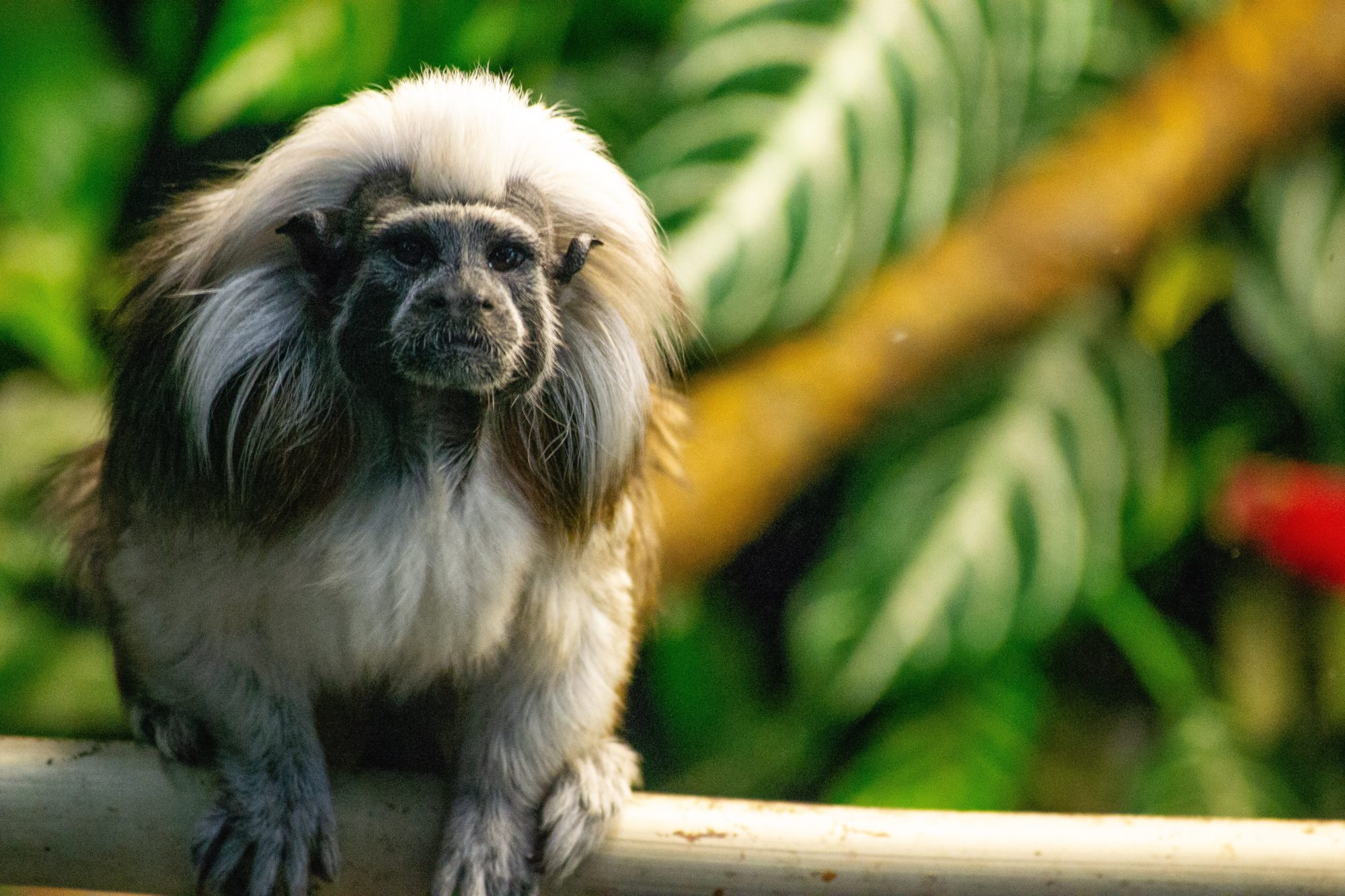 Protecting the Cotton-Top Tamarin