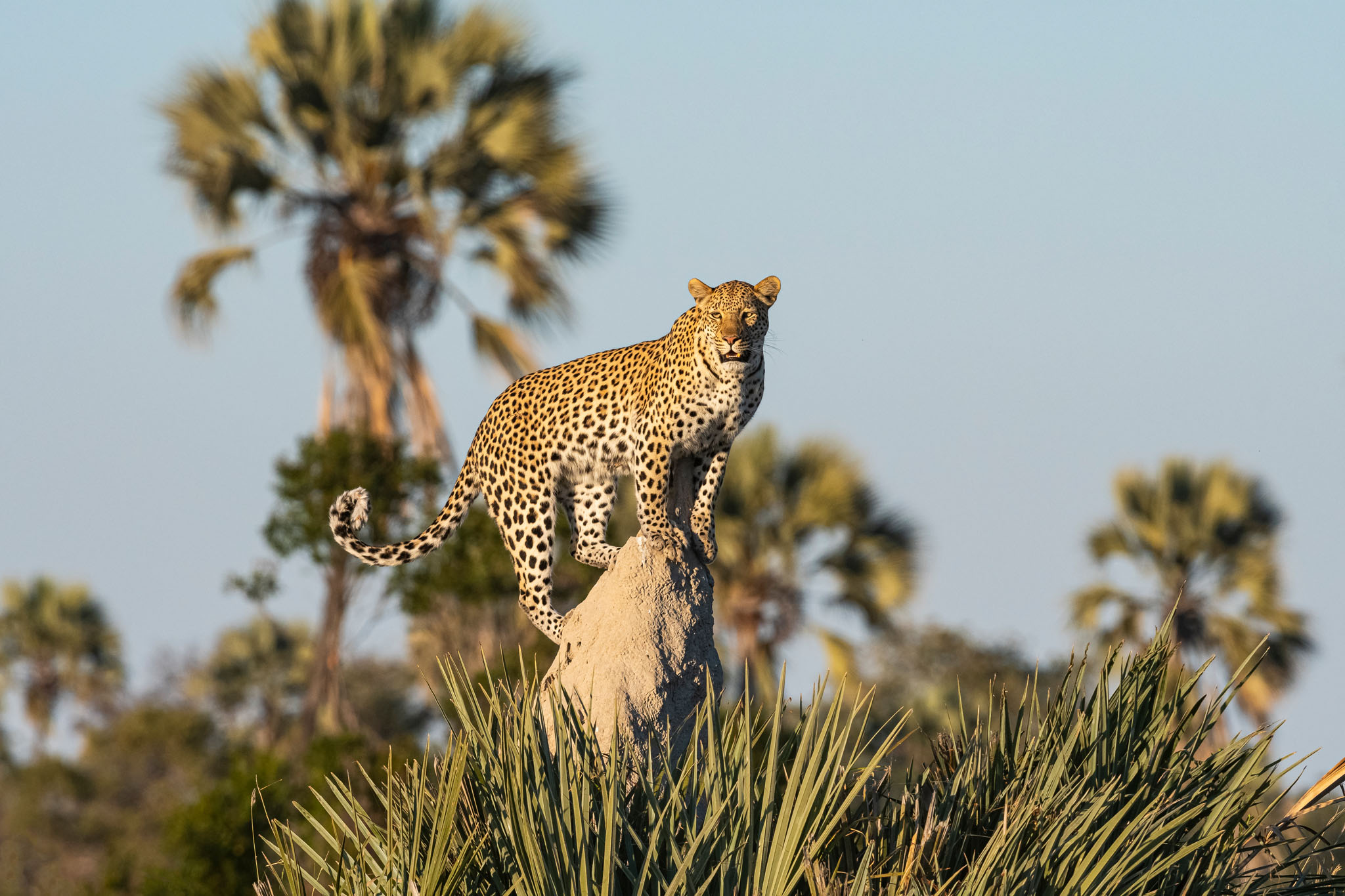 University of Botswana Leopard Citizen Science Project