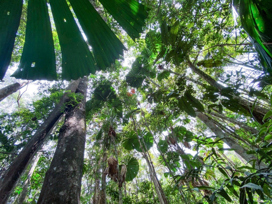 Rescuing an ancient and priceless piece of rainforest hero image